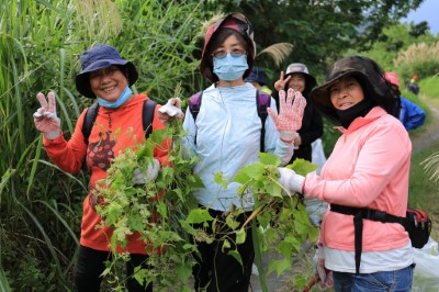 全民動員除「綠癌」，花蓮百人齊力清除小花蔓澤蘭131公斤。